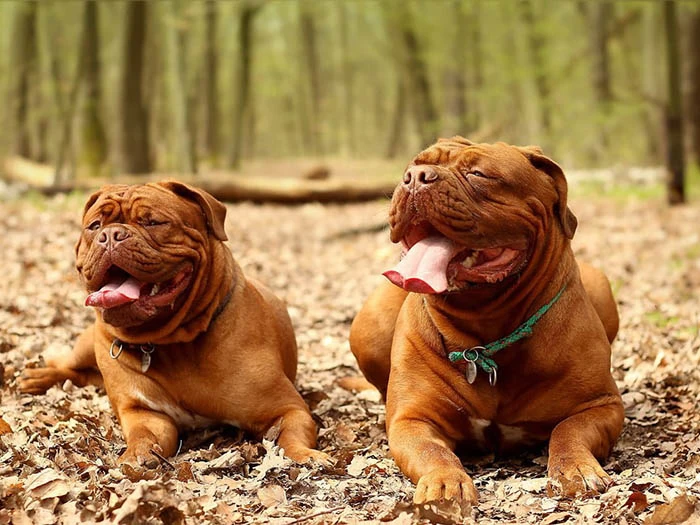 Dogue de Bordeaux 4