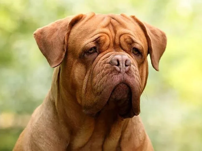 Dogue de Bordeaux 5