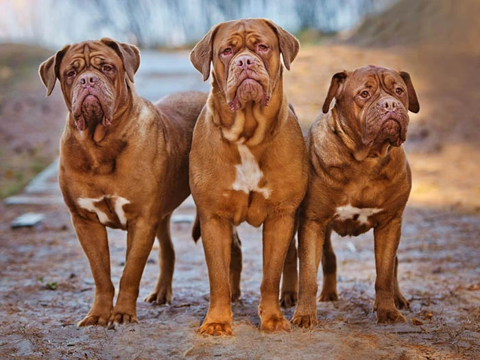 Dogue de Bordeaux 2