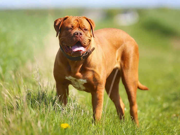 Dogue de Bordeaux