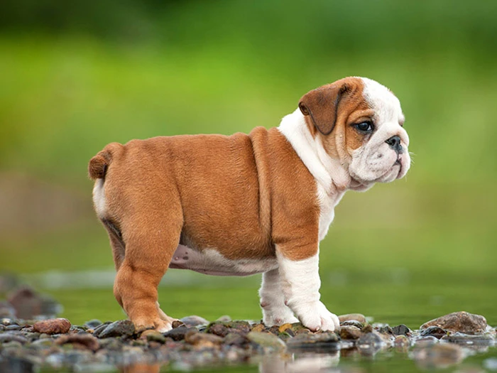 İngiliz English Bulldog 2