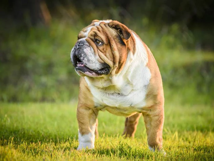 İngiliz English Bulldog 4