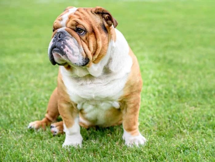 İngiliz English Bulldog 5