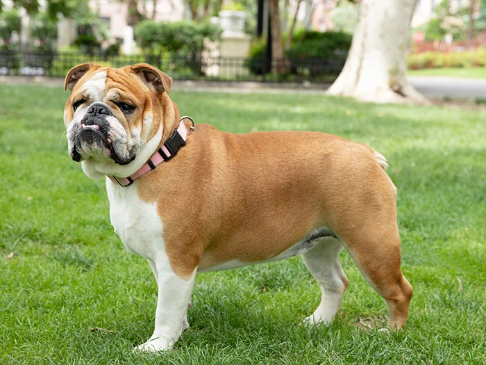 İngiliz English Bulldog