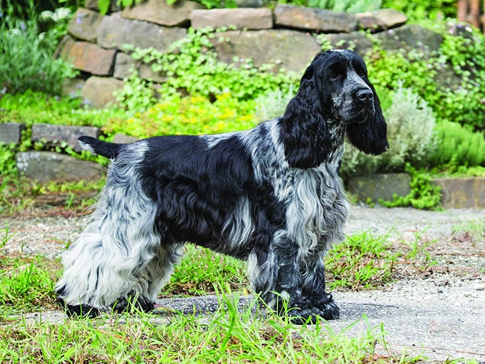English Cocker Spaniel 5