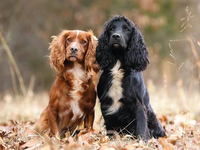 English Cocker Spaniel 2