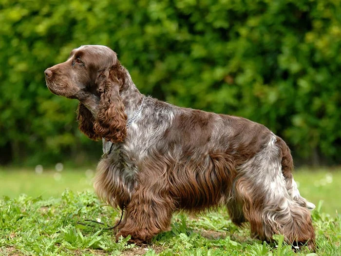 English Cocker Spaniel 3