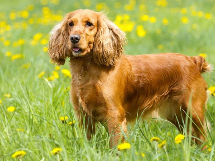 English Cocker Spaniel 4