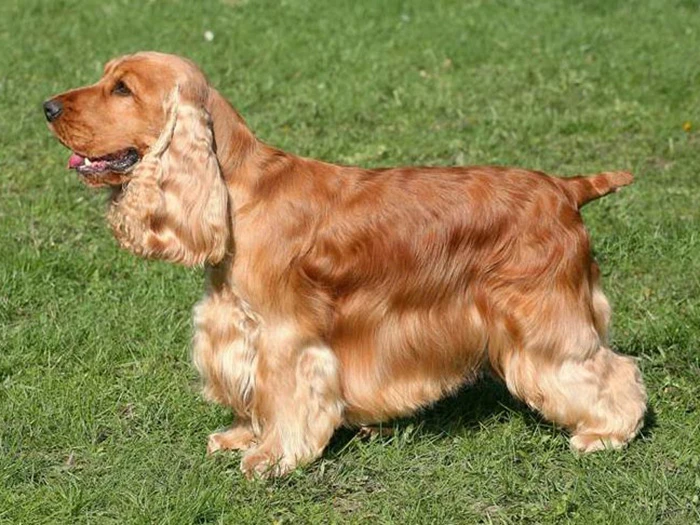 English Cocker Spaniel