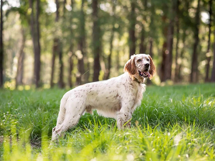 English Setter 4