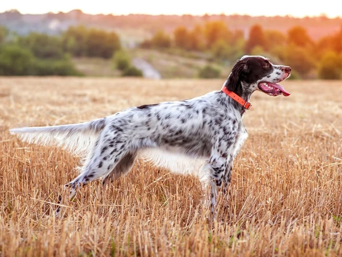 English Setter 3