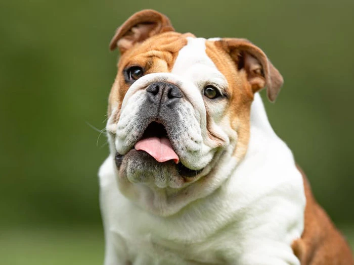 İngiliz English Bulldog 3