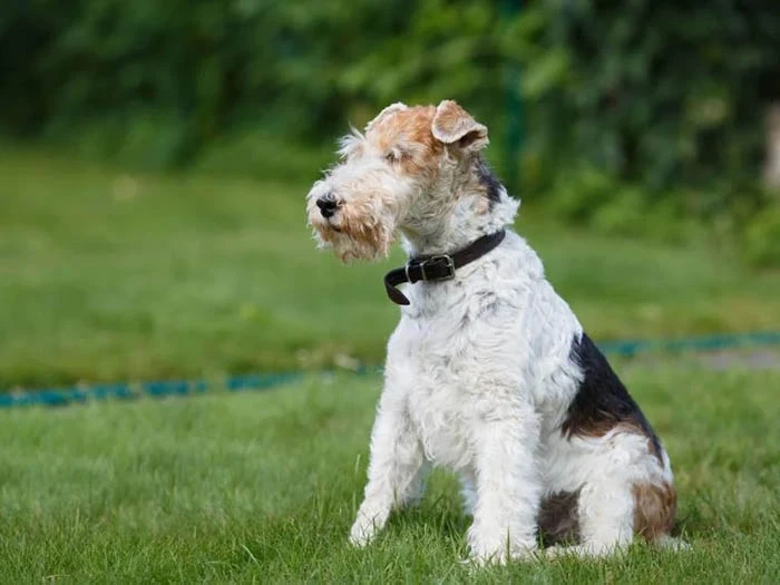 Fox Terrier 5