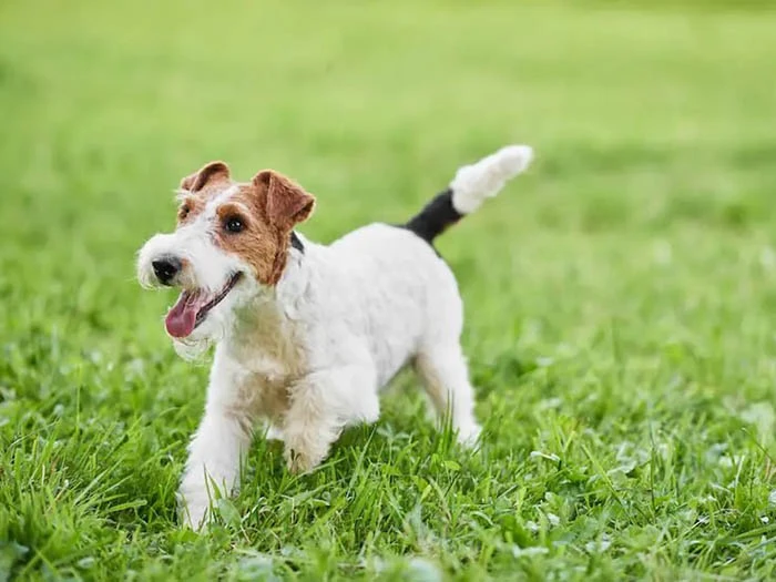 Fox Terrier 3