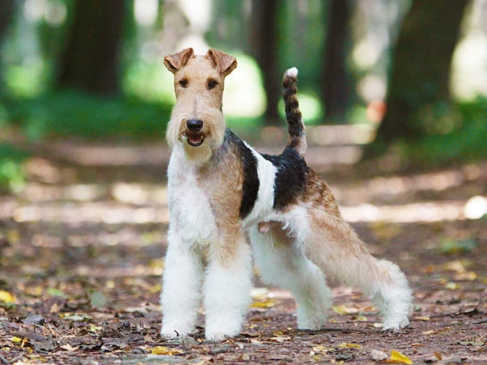 Fox Terrier 4