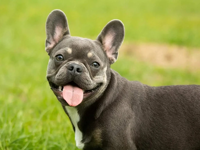 Fransız French Bulldog 4