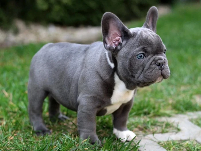Fransız French Bulldog 3