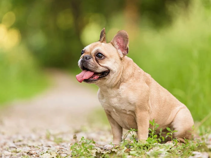 Fransız French Bulldog 5