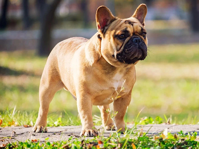 Fransız French Bulldog 2