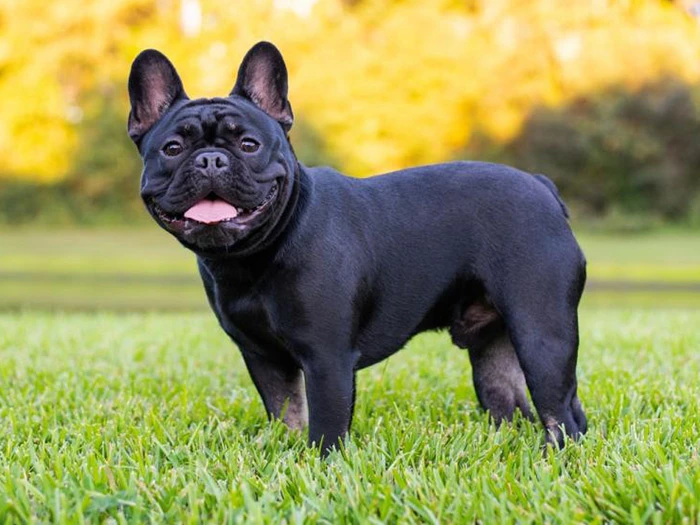 Fransız French Bulldog