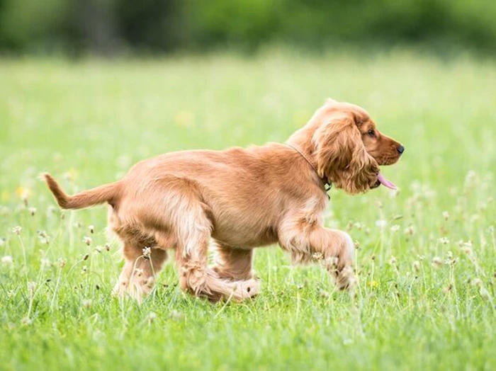 Golden Cocker Retriever 3