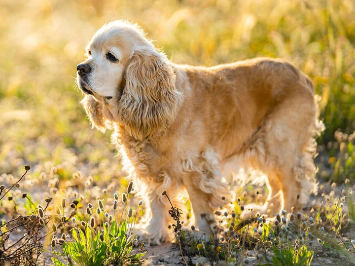 Golden Cocker Retriever 2