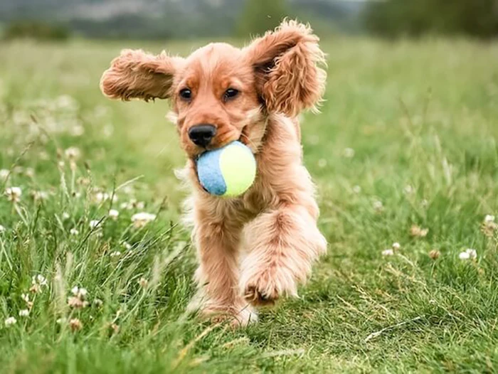 Golden Cocker Retriever 4
