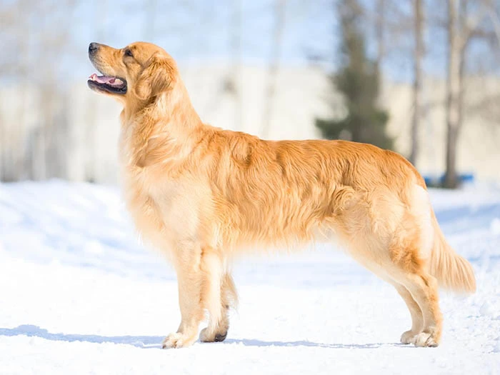 Golden Retriever 5