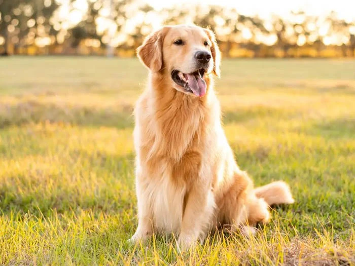 Golden Retriever 2
