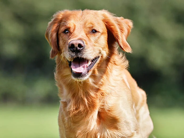 Golden Retriever 3