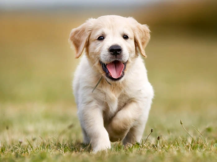 Golden Retriever 4