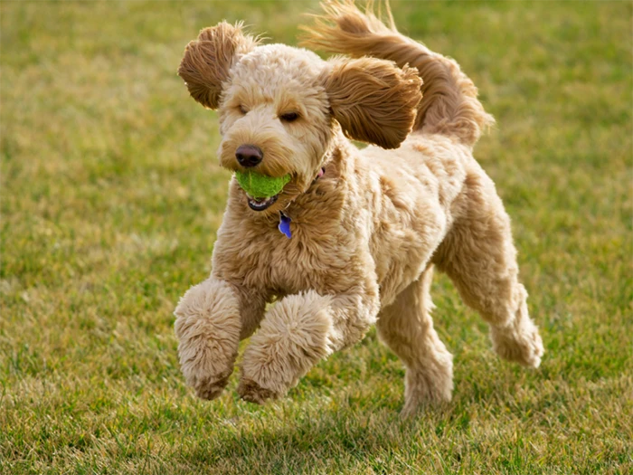Goldendoodle 2