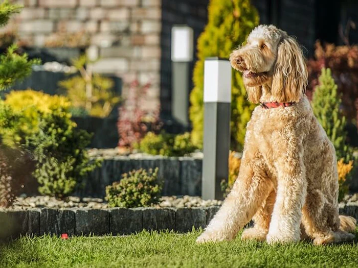 Goldendoodle 3