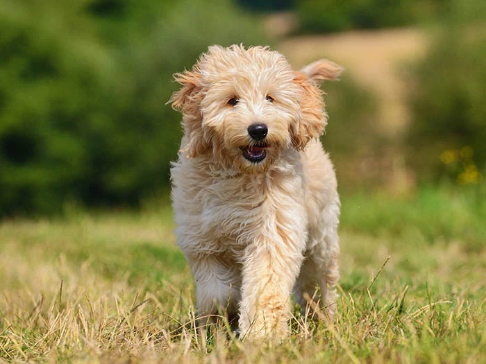 Goldendoodle 5