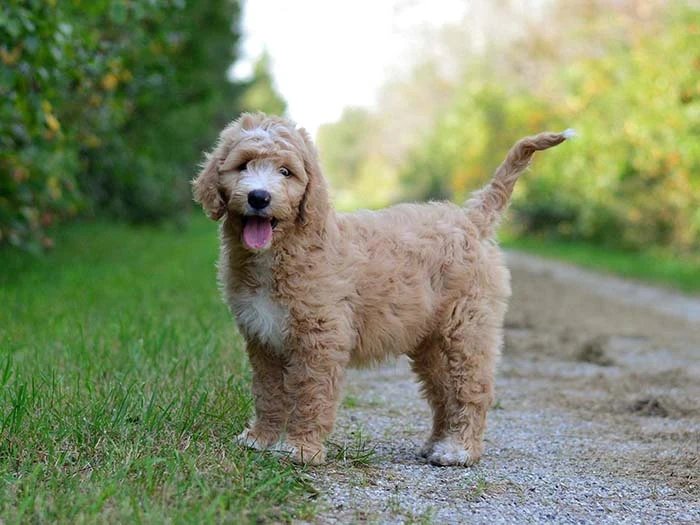 Goldendoodle 4
