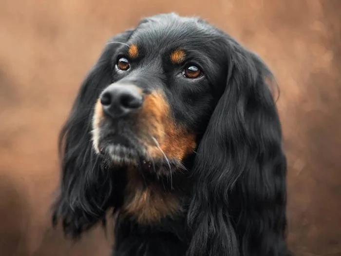 Gordon Setter 2