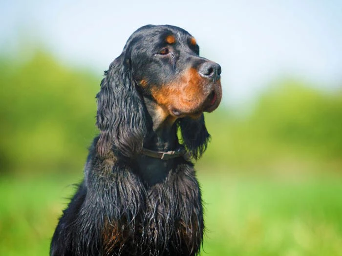 Gordon Setter 4