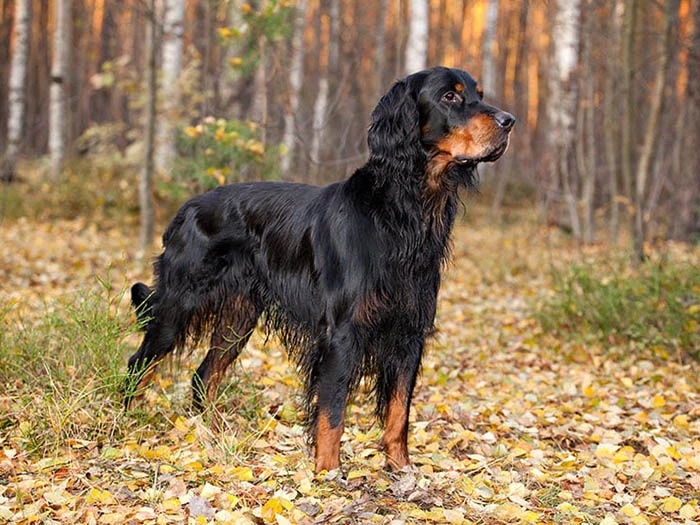 Gordon Setter 5