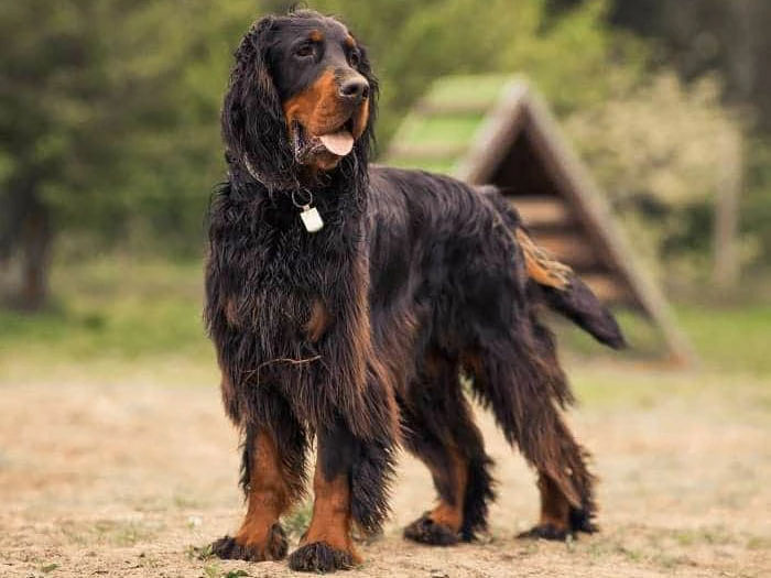 Gordon Setter 3