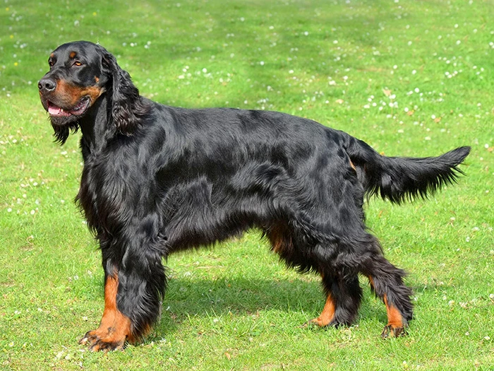Gordon Setter