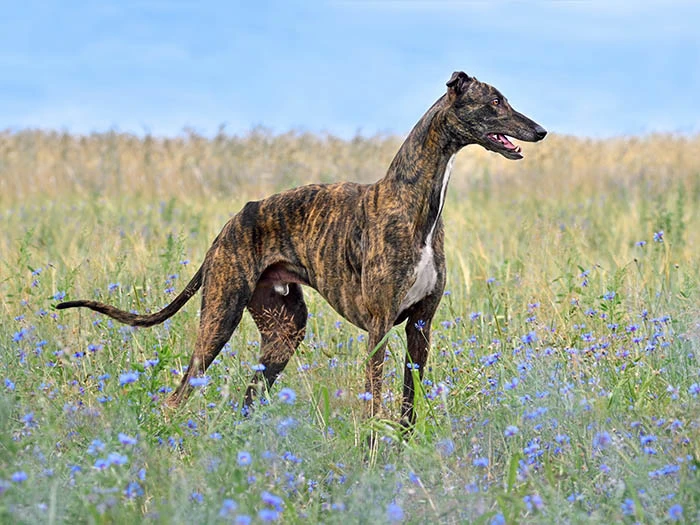 Greyhound 6
