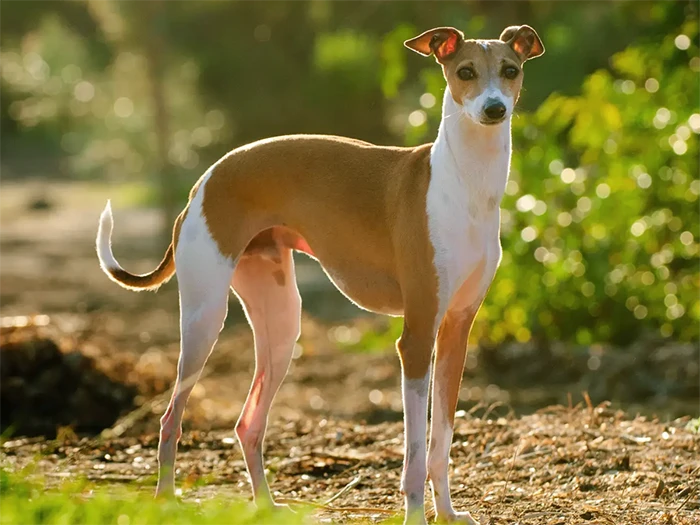 Greyhound 2