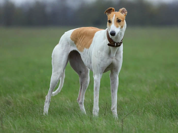 Greyhound 4
