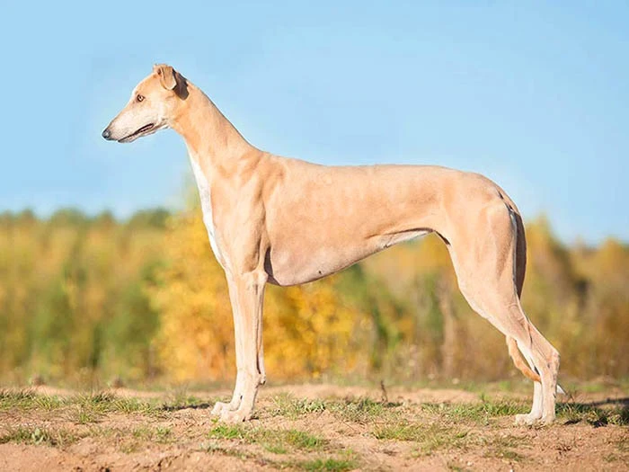 Greyhound 7
