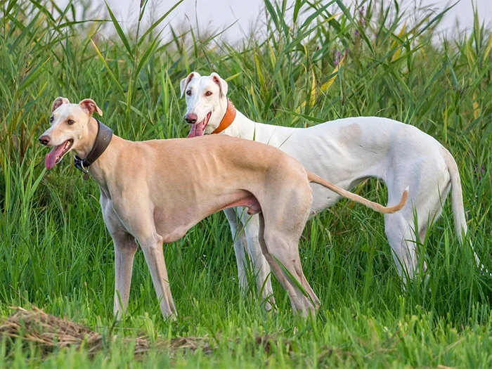 Greyhound 3