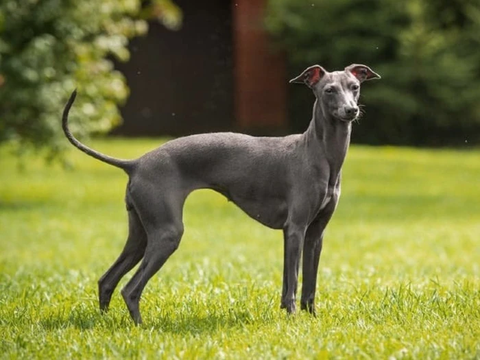 Greyhound