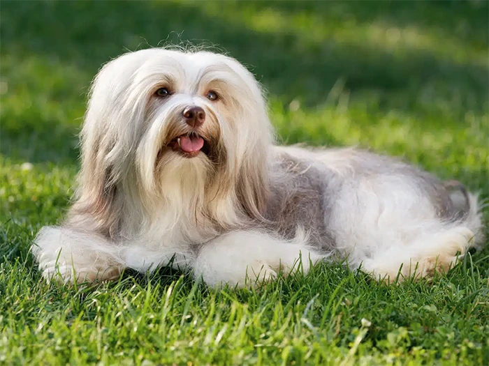 Havanese 3