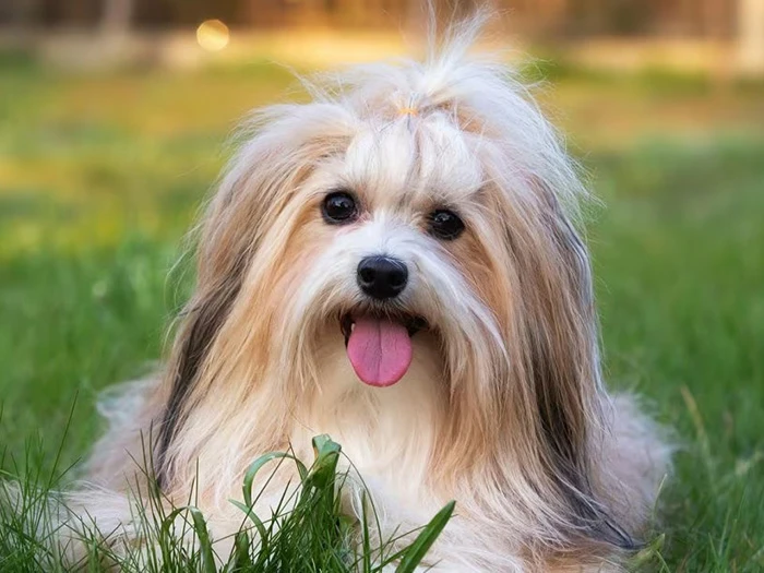 Havanese 2