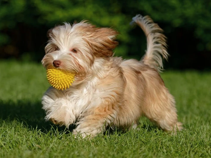 Havanese 5