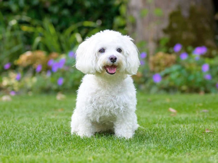 Havanese 4